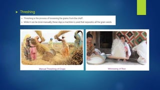  Threshing
 