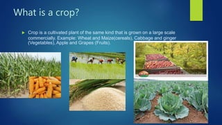 What is a crop?
 Crop is a cultivated plant of the same kind that is grown on a large scale
commercially. Example: Wheat and Maize(cereals), Cabbage and ginger
(Vegetables), Apple and Grapes (Fruits).
 