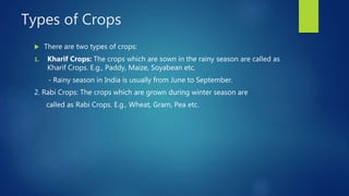 Types of Crops
 There are two types of crops:
1. Kharif Crops: The crops which are sown in the rainy season are called as
Kharif Crops. E.g., Paddy, Maize, Soyabean etc.
- Rainy season in India is usually from June to September.
2. Rabi Crops: The crops which are grown during winter season are
called as Rabi Crops. E.g., Wheat, Gram, Pea etc.
 
