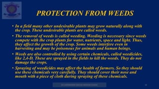 PROTECTION FROM WEEDS
• In a field many other undesirable plants may grow naturally along with
the crop. These undesirable plants are called weeds.
• The removal of weeds is called weeding. Weeding is necessary since weeds
compete with the crop plants for water, nutrients, space and light. Thus,
they affect the growth of the crop. Some weeds interfere even in
harvesting and may be poisonous for animals and human beings.
• Weeds are also controlled by using certain chemicals, called weedicides,
like 2,4-D. These are sprayed in the fields to kill the weeds. They do not
damage the crops.
• Spraying of weedicides may affect the health of farmers. So they should
use these chemicals very carefully. They should cover their nose and
mouth with a piece of cloth during spraying of these chemicals.
M.V.HERWADKAR ENGLISH MEDIUM SCHOOL 19
 