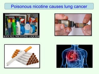 Poisonous nicotine causes lung cancer
 
