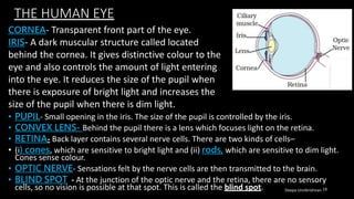 THE HUMAN EYE
• PUPIL- Small opening in the iris. The size of the pupil is controlled by the iris.
• CONVEX LENS- Behind the pupil there is a lens which focuses light on the retina.
• RETINA- Back layer contains several nerve cells. There are two kinds of cells–
• (i) cones, which are sensitive to bright light and (ii) rods, which are sensitive to dim light.
Cones sense colour.
• OPTIC NERVE- Sensations felt by the nerve cells are then transmitted to the brain.
• BLIND SPOT - At the junction of the optic nerve and the retina, there are no sensory
cells, so no vision is possible at that spot. This is called the blind spot.
CORNEA- Transparent front part of the eye.
IRIS- A dark muscular structure called located
behind the cornea. It gives distinctive colour to the
eye and also controls the amount of light entering
into the eye. It reduces the size of the pupil when
there is exposure of bright light and increases the
size of the pupil when there is dim light.
Deepa Unnikrishnan 19
 