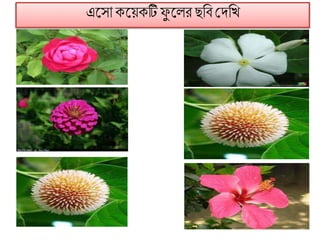 এট্সো কট্য়কটি িু ট্লর ছফি মদফি
 