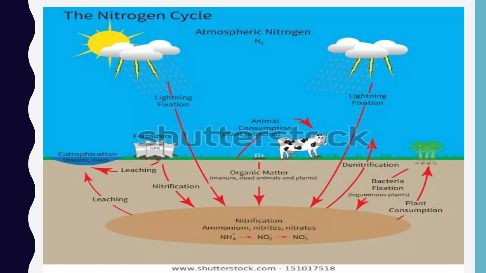 NITROGEN CYCLE
 