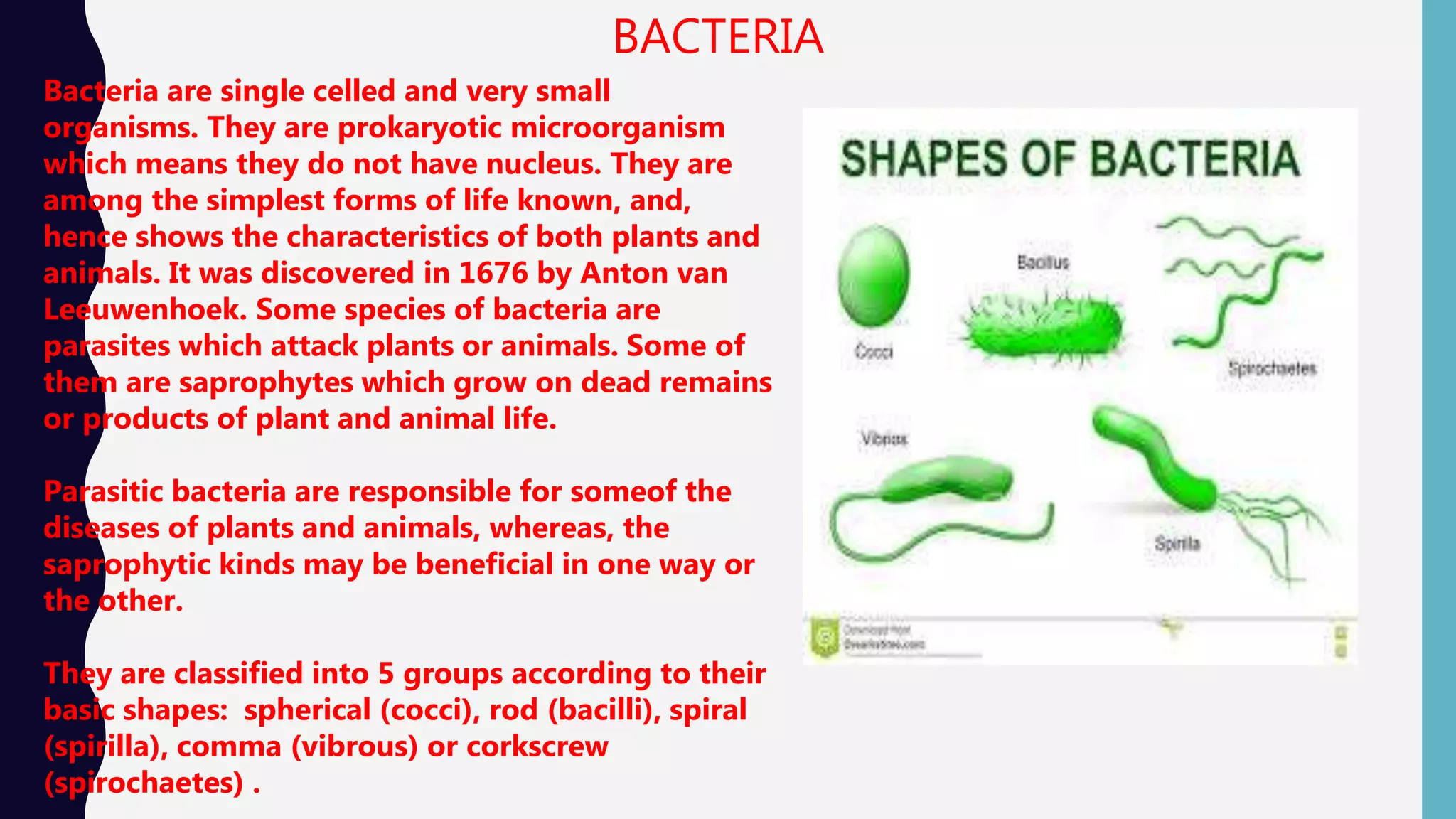 BACTERIA
Bacteria are single celled and very small
organisms. They are prokaryotic microorganism
which means they do not have nucleus. They are
among the simplest forms of life known, and,
hence shows the characteristics of both plants and
animals. It was discovered in 1676 by Anton van
Leeuwenhoek. Some species of bacteria are
parasites which attack plants or animals. Some of
them are saprophytes which grow on dead remains
or products of plant and animal life.
Parasitic bacteria are responsible for someof the
diseases of plants and animals, whereas, the
saprophytic kinds may be beneficial in one way or
the other.
They are classified into 5 groups according to their
basic shapes: spherical (cocci), rod (bacilli), spiral
(spirilla), comma (vibrous) or corkscrew
(spirochaetes) .
 