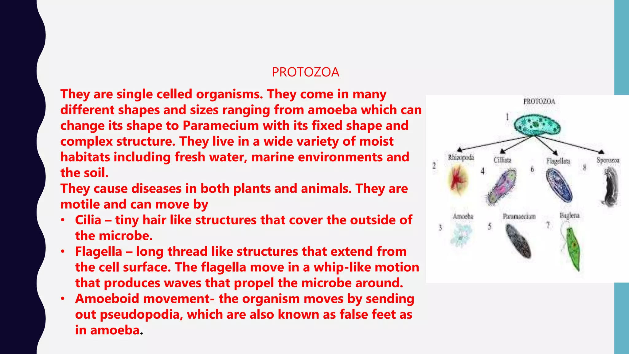 PROTOZOA
They are single celled organisms. They come in many
different shapes and sizes ranging from amoeba which can
change its shape to Paramecium with its fixed shape and
complex structure. They live in a wide variety of moist
habitats including fresh water, marine environments and
the soil.
They cause diseases in both plants and animals. They are
motile and can move by
&bull; Cilia &ndash; tiny hair like structures that cover the outside of
the microbe.
&bull; Flagella &ndash; long thread like structures that extend from
the cell surface. The flagella move in a whip-like motion
that produces waves that propel the microbe around.
&bull; Amoeboid movement- the organism moves by sending
out pseudopodia, which are also known as false feet as
in amoeba.
 