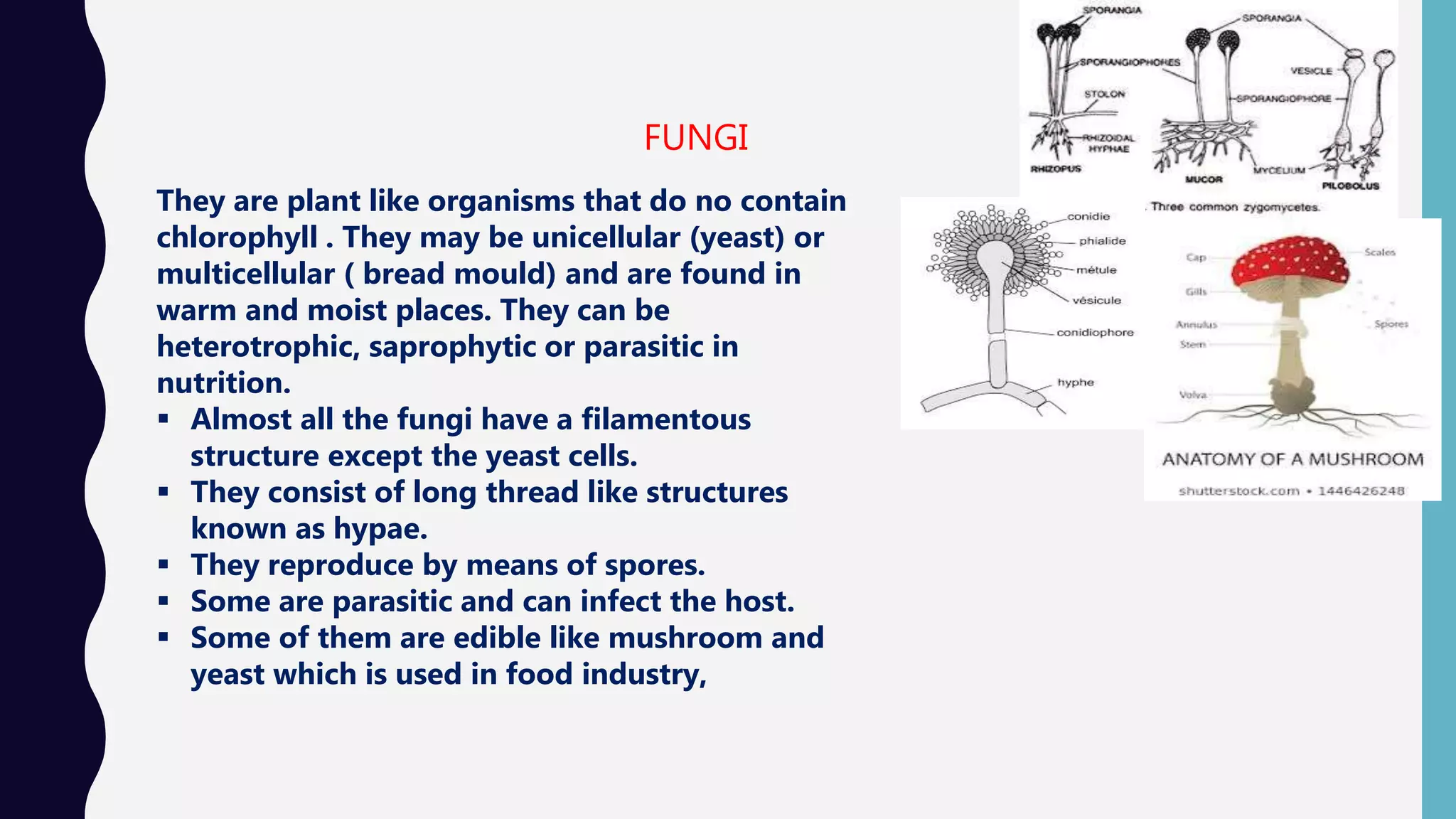 FUNGI
They are plant like organisms that do no contain
chlorophyll . They may be unicellular (yeast) or
multicellular ( bread mould) and are found in
warm and moist places. They can be
heterotrophic, saprophytic or parasitic in
nutrition.
 Almost all the fungi have a filamentous
structure except the yeast cells.
 They consist of long thread like structures
known as hypae.
 They reproduce by means of spores.
 Some are parasitic and can infect the host.
 Some of them are edible like mushroom and
yeast which is used in food industry,
 