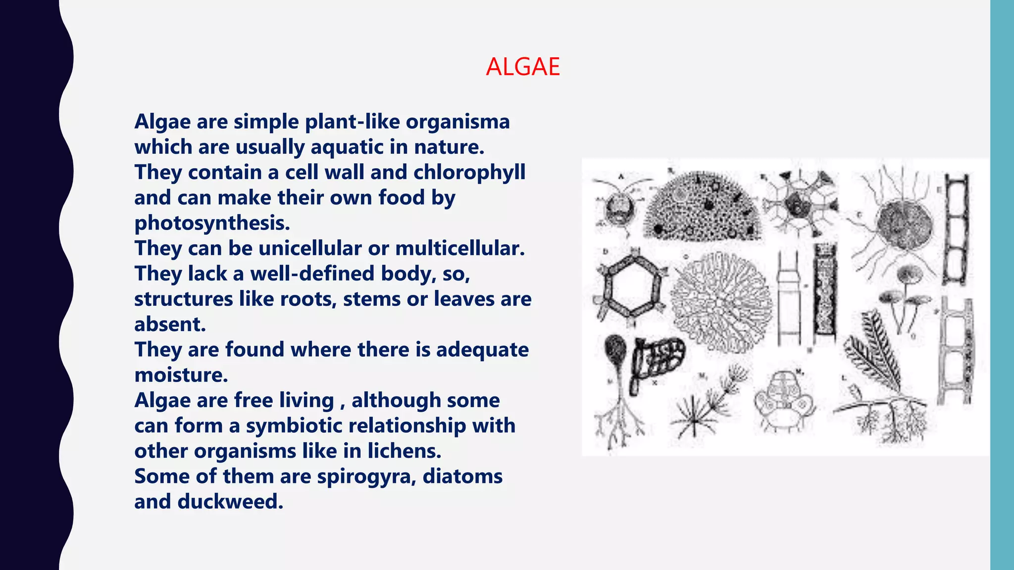 ALGAE
Algae are simple plant-like organisma
which are usually aquatic in nature.
They contain a cell wall and chlorophyll
and can make their own food by
photosynthesis.
They can be unicellular or multicellular.
They lack a well-defined body, so,
structures like roots, stems or leaves are
absent.
They are found where there is adequate
moisture.
Algae are free living , although some
can form a symbiotic relationship with
other organisms like in lichens.
Some of them are spirogyra, diatoms
and duckweed.
 
