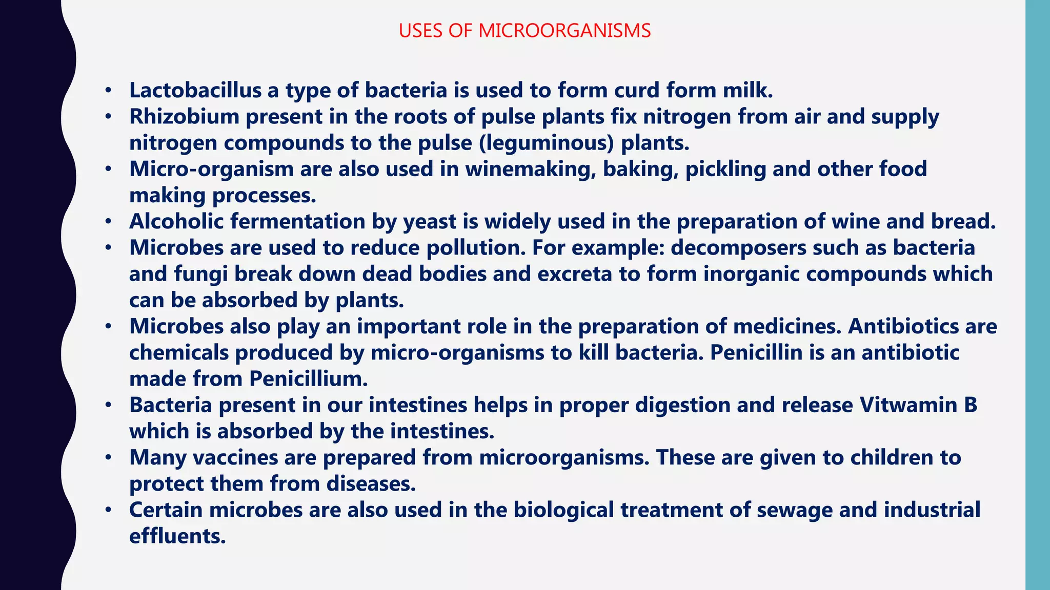 USES OF MICROORGANISMS
&bull; Lactobacillus a type of bacteria is used to form curd form milk.
&bull; Rhizobium present in the roots of pulse plants fix nitrogen from air and supply
nitrogen compounds to the pulse (leguminous) plants.
&bull; Micro-organism are also used in winemaking, baking, pickling and other food
making processes.
&bull; Alcoholic fermentation by yeast is widely used in the preparation of wine and bread.
&bull; Microbes are used to reduce pollution. For example: decomposers such as bacteria
and fungi break down dead bodies and excreta to form inorganic compounds which
can be absorbed by plants.
&bull; Microbes also play an important role in the preparation of medicines. Antibiotics are
chemicals produced by micro-organisms to kill bacteria. Penicillin is an antibiotic
made from Penicillium.
&bull; Bacteria present in our intestines helps in proper digestion and release Vitwamin B
which is absorbed by the intestines.
&bull; Many vaccines are prepared from microorganisms. These are given to children to
protect them from diseases.
&bull; Certain microbes are also used in the biological treatment of sewage and industrial
effluents.
 