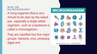 Class 8 microorganisms at 1pm 16th april | PPTX