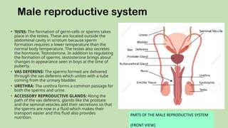 Reproductive Addition Class 8 Reproduction in animals unt.pptx