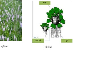 অফকসট মুল
পাতা
েচু রিপানা শ্রটাপাপানা
 