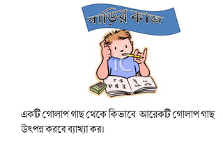 এেটি শ্রগালাপগাছ শ্রর্কে রেোকব আকিেটি শ্রগালাপ গাছ
উৎপন্নেিকব বযাখ্যােি।
 