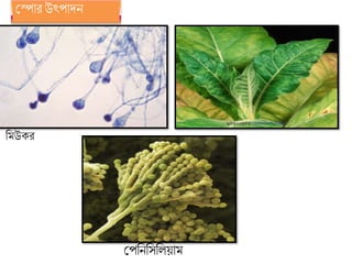 শ্রপাি উৎপােন
রমউেি
শ্রপরনরসরলয়াম
 