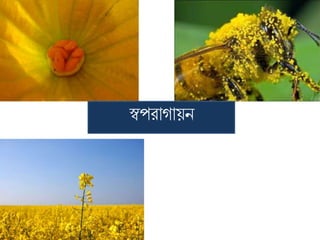 স্বপিাগায়ন
 