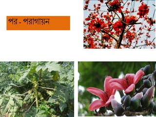 পি - পিাগায়ন
 