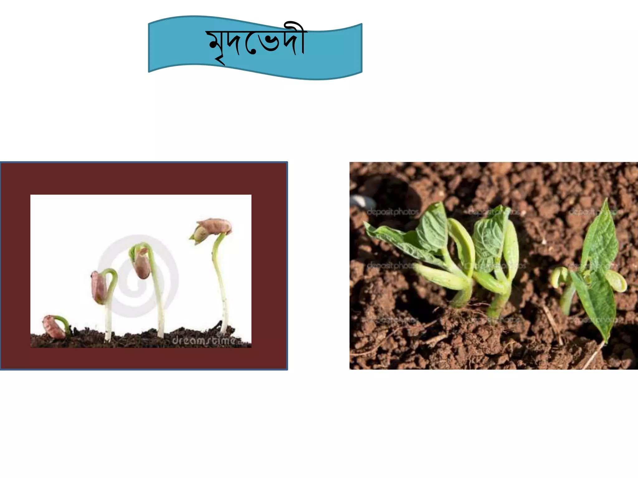 মৃদকেদী
 
