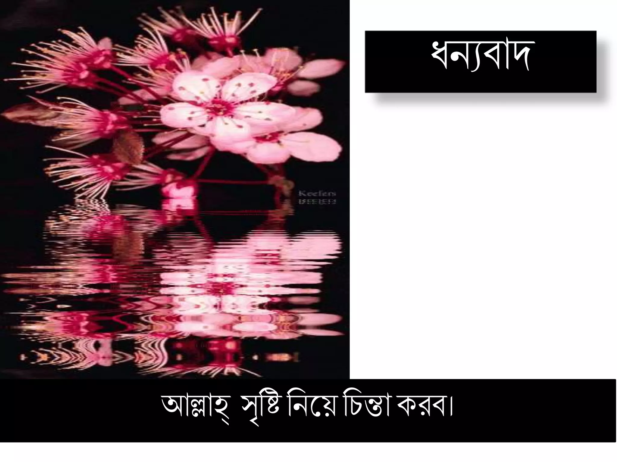 ধ্নযবাদ
আল্লাহ্ সৃরষ্ট রনকয় রিন্তােিব।
 