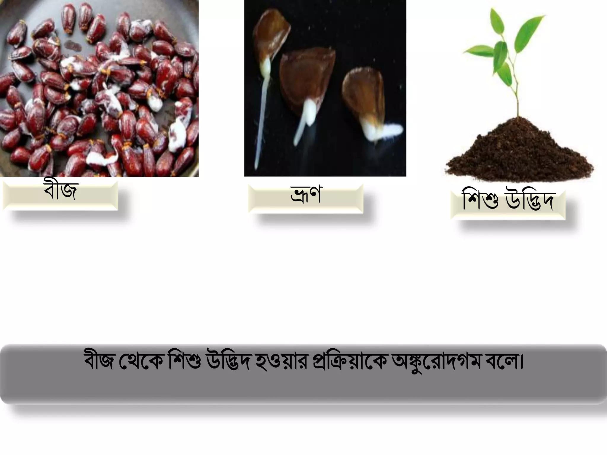 Class 8 Science Lesson 4