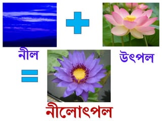 নীল উৎপল
নীললাৎপল
 