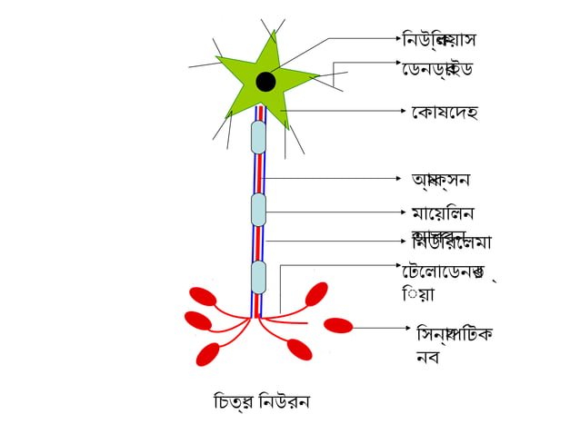 Class 9 10 biology lesson 10 class-5 (neuron) | PPT