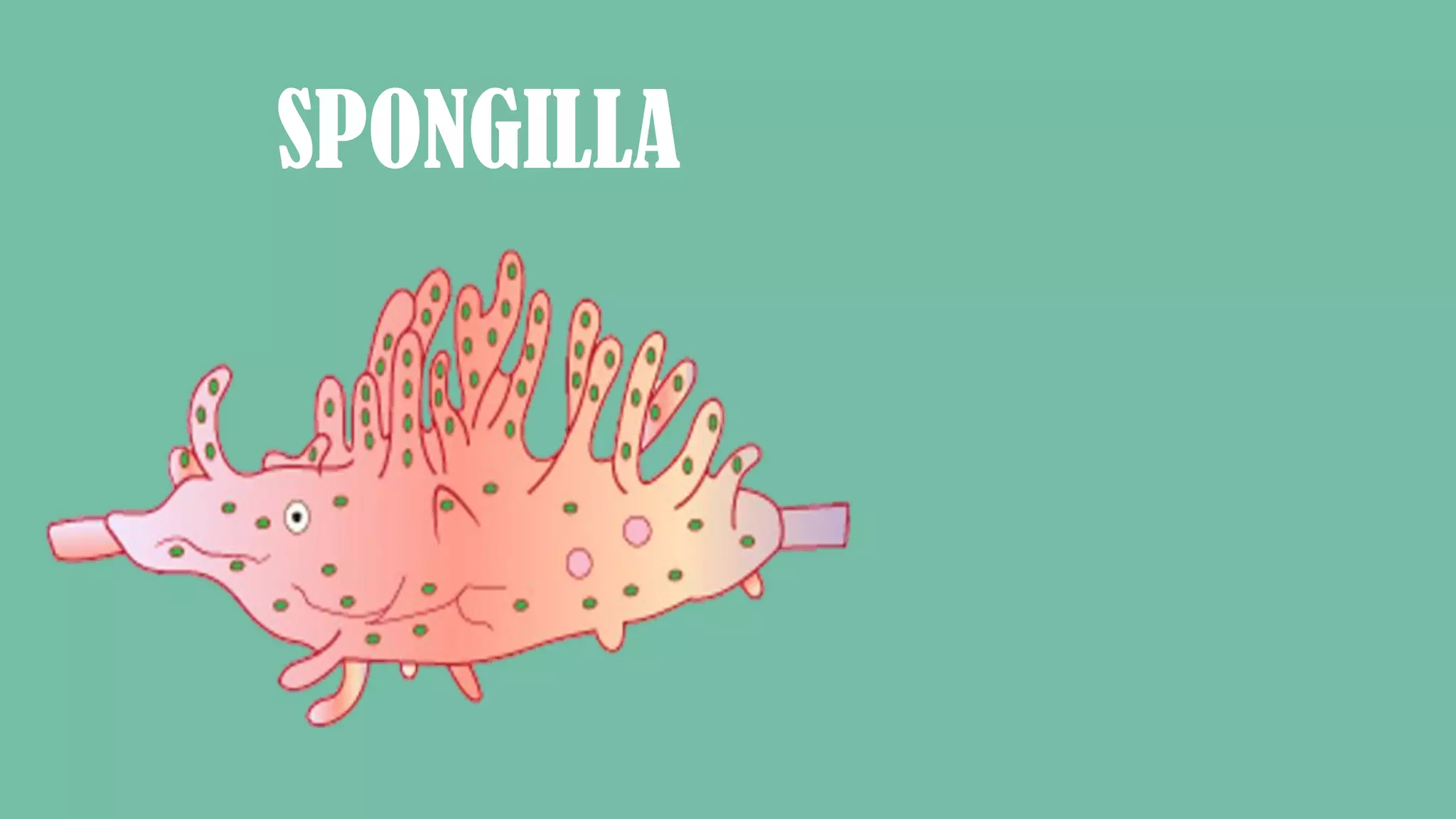 SPONGILLA