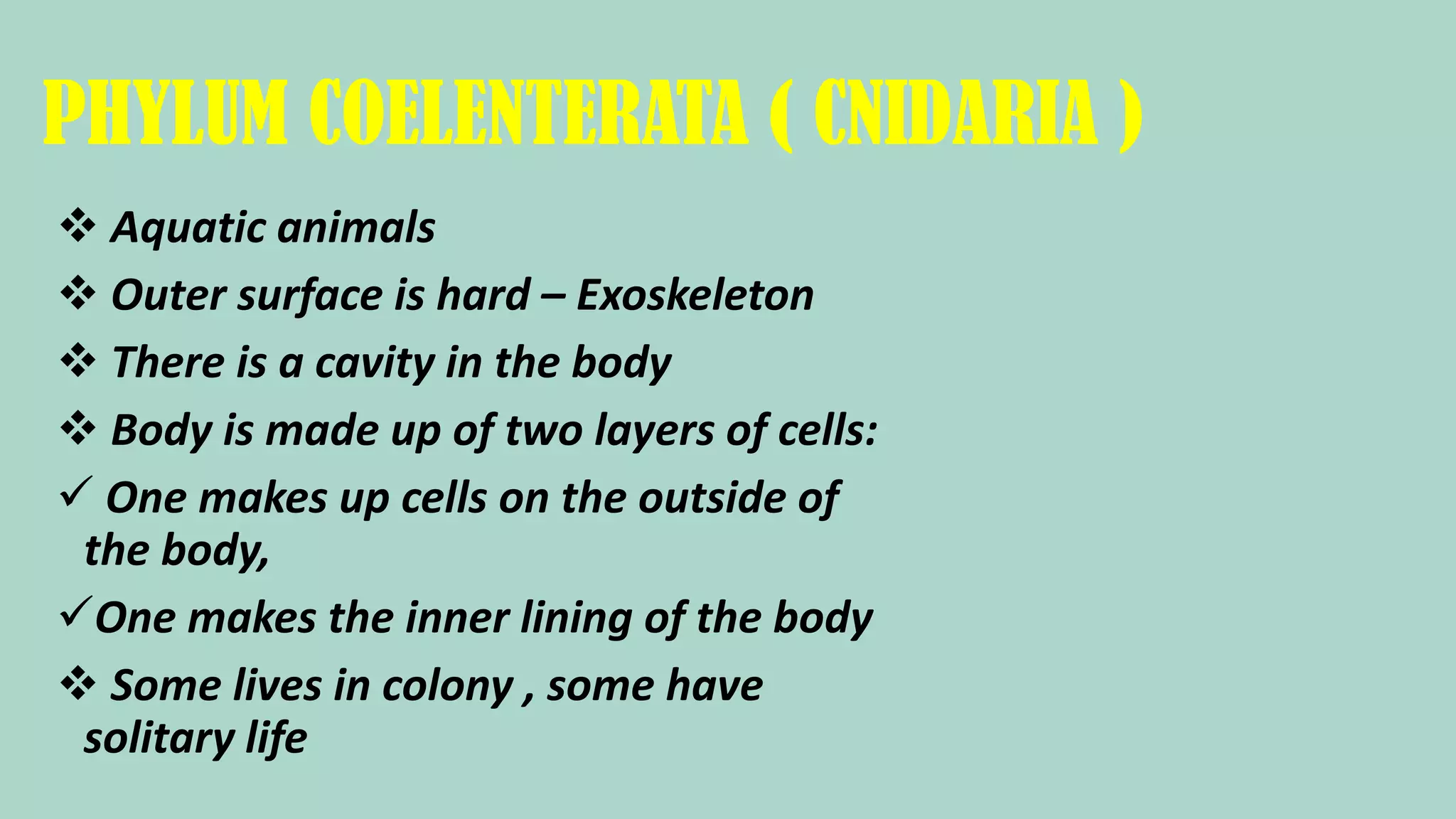 PHYLUM COELENTERATA ( CNIDARIA )
Aquatic animals
Outer surface is hard – Exoskeleton
There is a cavity in the body
Body is made up of two layers of cells:
One makes up cells on the outside of
the body,
One makes the inner lining of the body
Some lives in colony , some have
solitary life