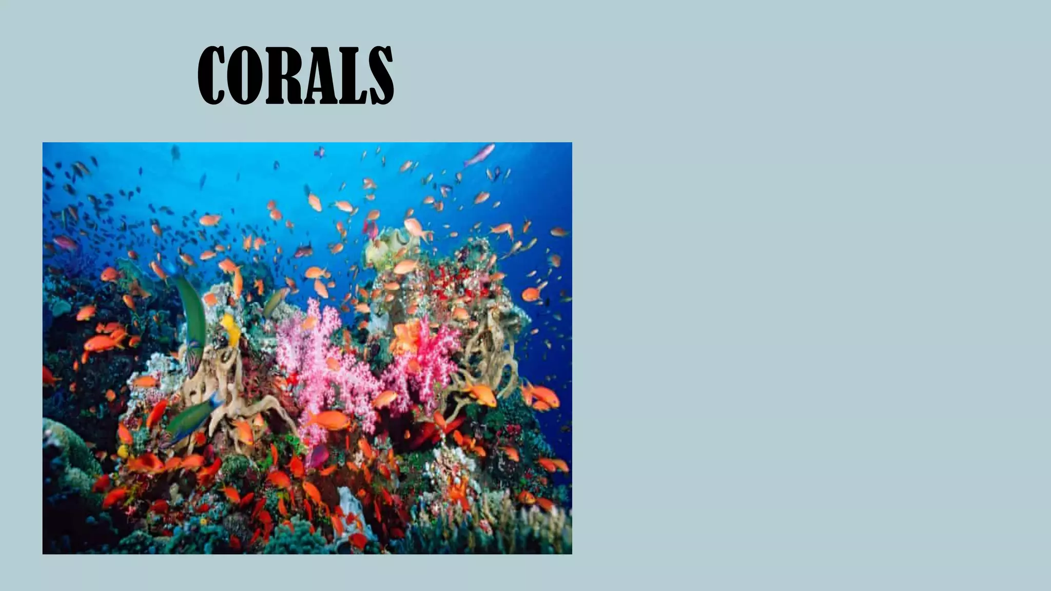 CORALS