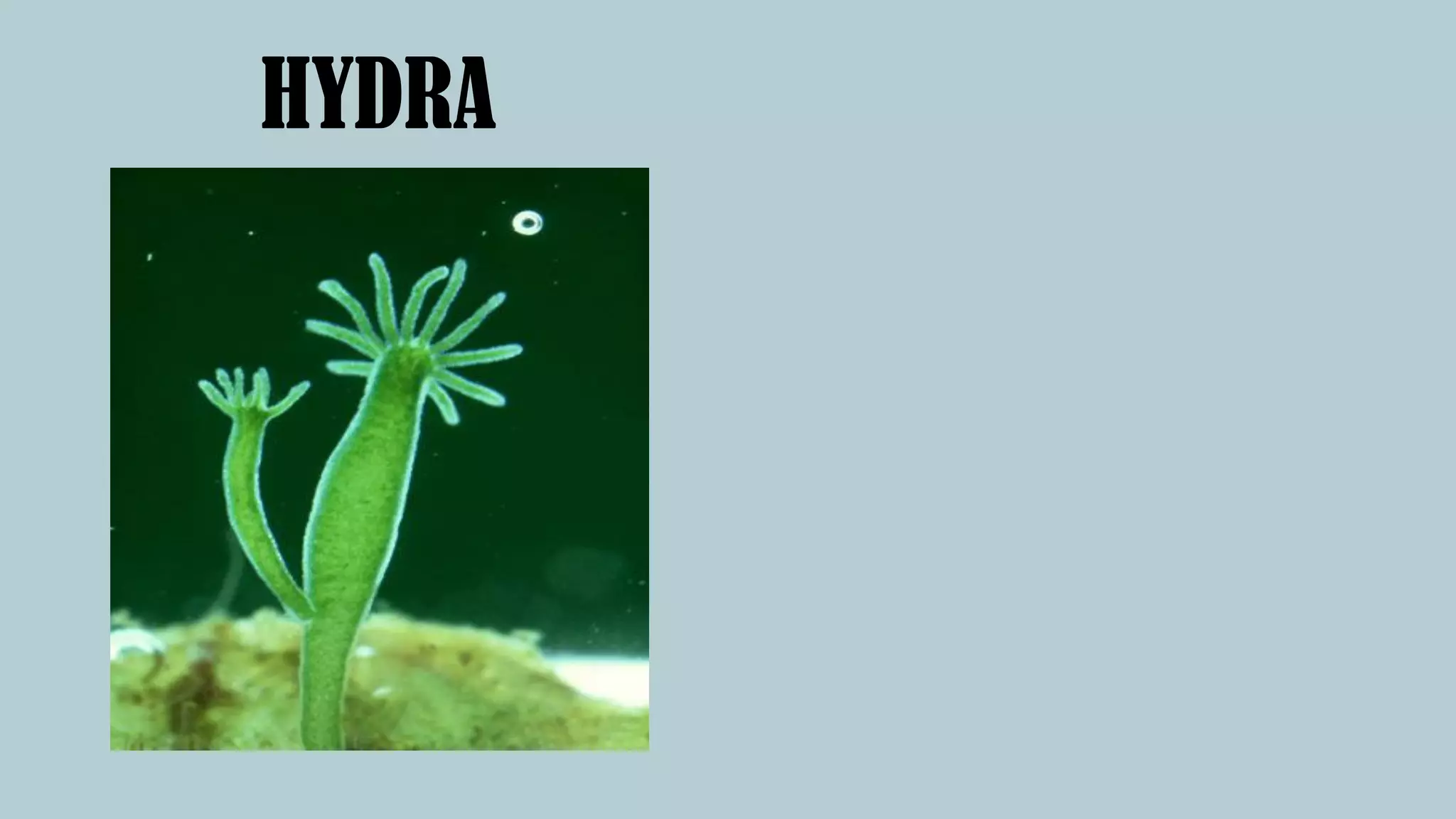 HYDRA
