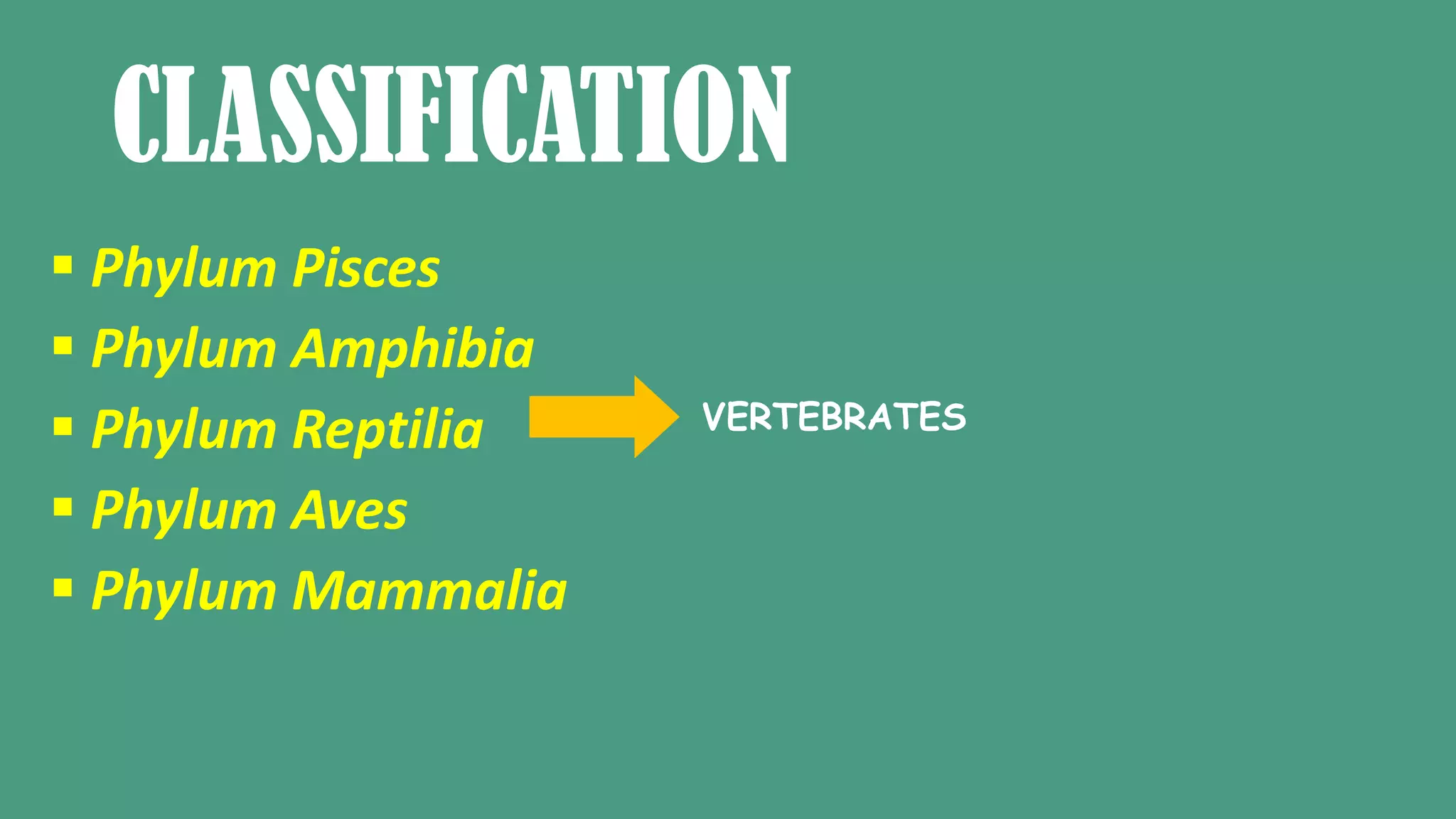 CLASSIFICATION
Phylum Pisces
Phylum Amphibia
Phylum Reptilia
Phylum Aves
Phylum Mammalia
VERTEBRATES