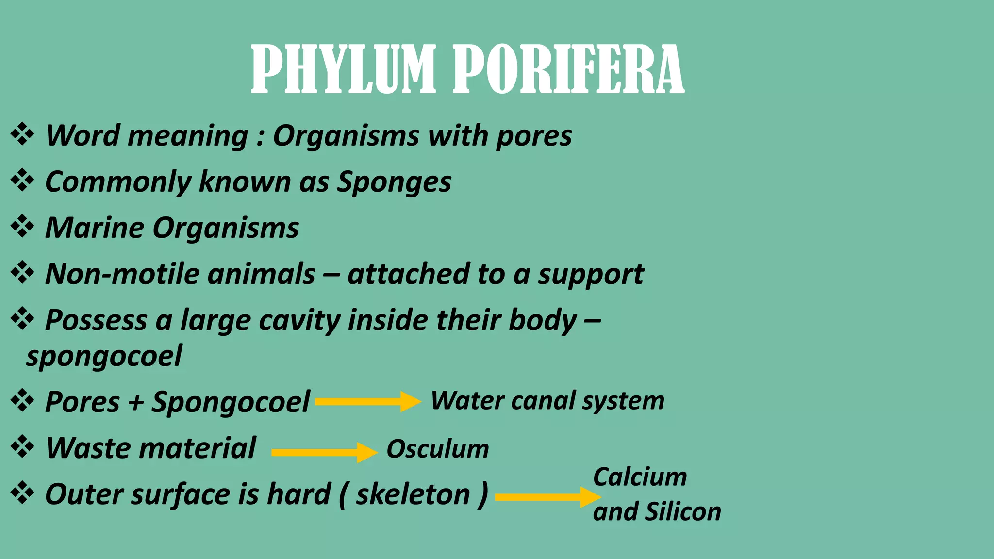 PHYLUM PORIFERA
Word meaning : Organisms with pores
Commonly known as Sponges
Marine Organisms
Non-motile animals – attached to a support
Possess a large cavity inside their body –
spongocoel
Pores + Spongocoel
Waste material
Outer surface is hard ( skeleton )
Water canal system
Osculum
Calcium
and Silicon