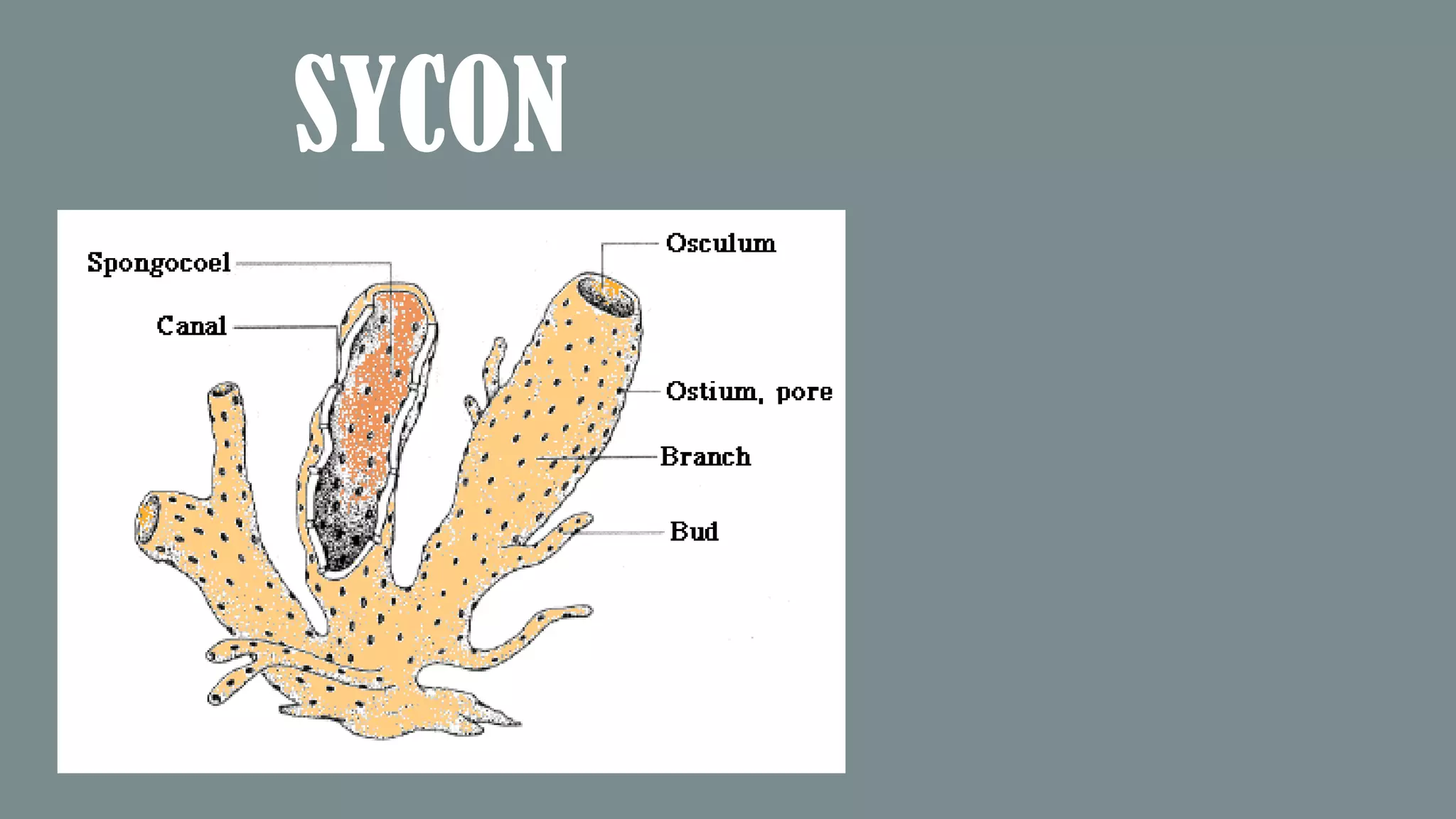 SYCON