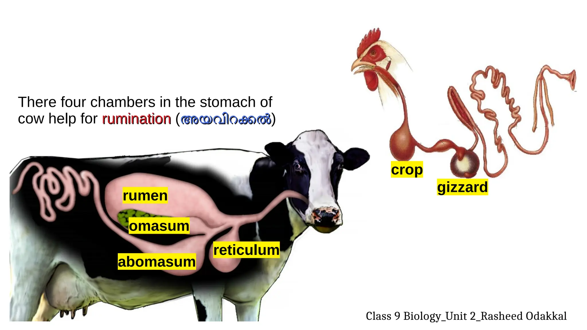 D Rasheed Form Cattle Class 9 Biology Unit 2_SLIDES (part1)_Rasheed Odakkal.pdf