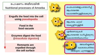 Lala Rasheed Unit Class 9 Biology Unit 2_SLIDES (part1)_Rasheed Odakkal.pdf