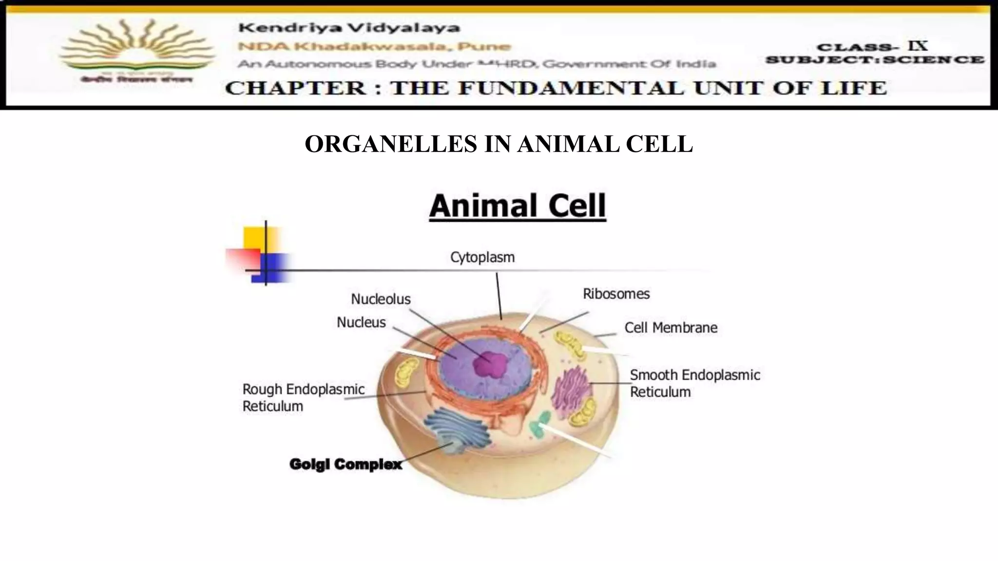 ORGANELLES IN ANIMAL CELL
 
