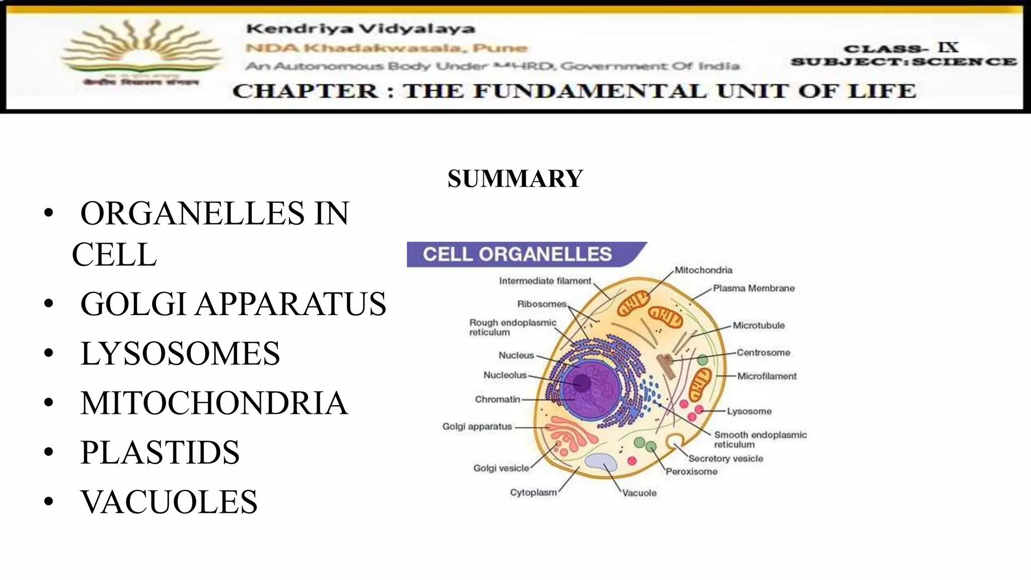 SUMMARY
• ORGANELLES IN
CELL
• GOLGI APPARATUS
• LYSOSOMES
• MITOCHONDRIA
• PLASTIDS
• VACUOLES
 