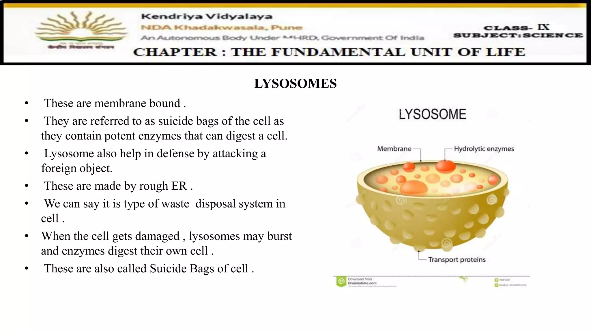 LYSOSOMES
• These are membrane bound .
• They are referred to as suicide bags of the cell as
they contain potent enzymes that can digest a cell.
• Lysosome also help in defense by attacking a
foreign object.
• These are made by rough ER .
• We can say it is type of waste disposal system in
cell .
• When the cell gets damaged , lysosomes may burst
and enzymes digest their own cell .
• These are also called Suicide Bags of cell .
 