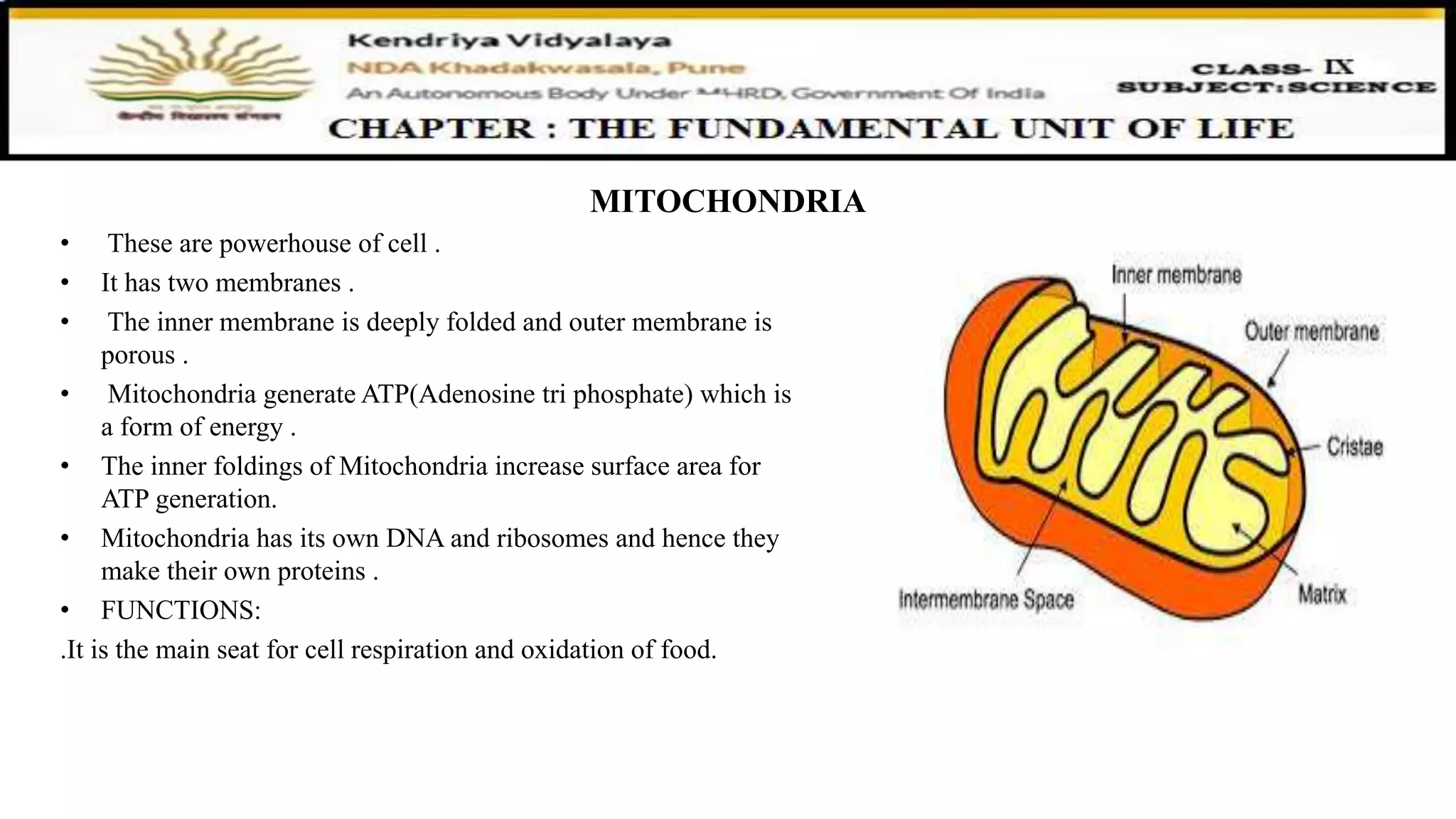 MITOCHONDRIA
• These are powerhouse of cell .
• It has two membranes .
• The inner membrane is deeply folded and outer membrane is
porous .
• Mitochondria generate ATP(Adenosine tri phosphate) which is
a form of energy .
• The inner foldings of Mitochondria increase surface area for
ATP generation.
• Mitochondria has its own DNA and ribosomes and hence they
make their own proteins .
• FUNCTIONS:
.It is the main seat for cell respiration and oxidation of food.
 