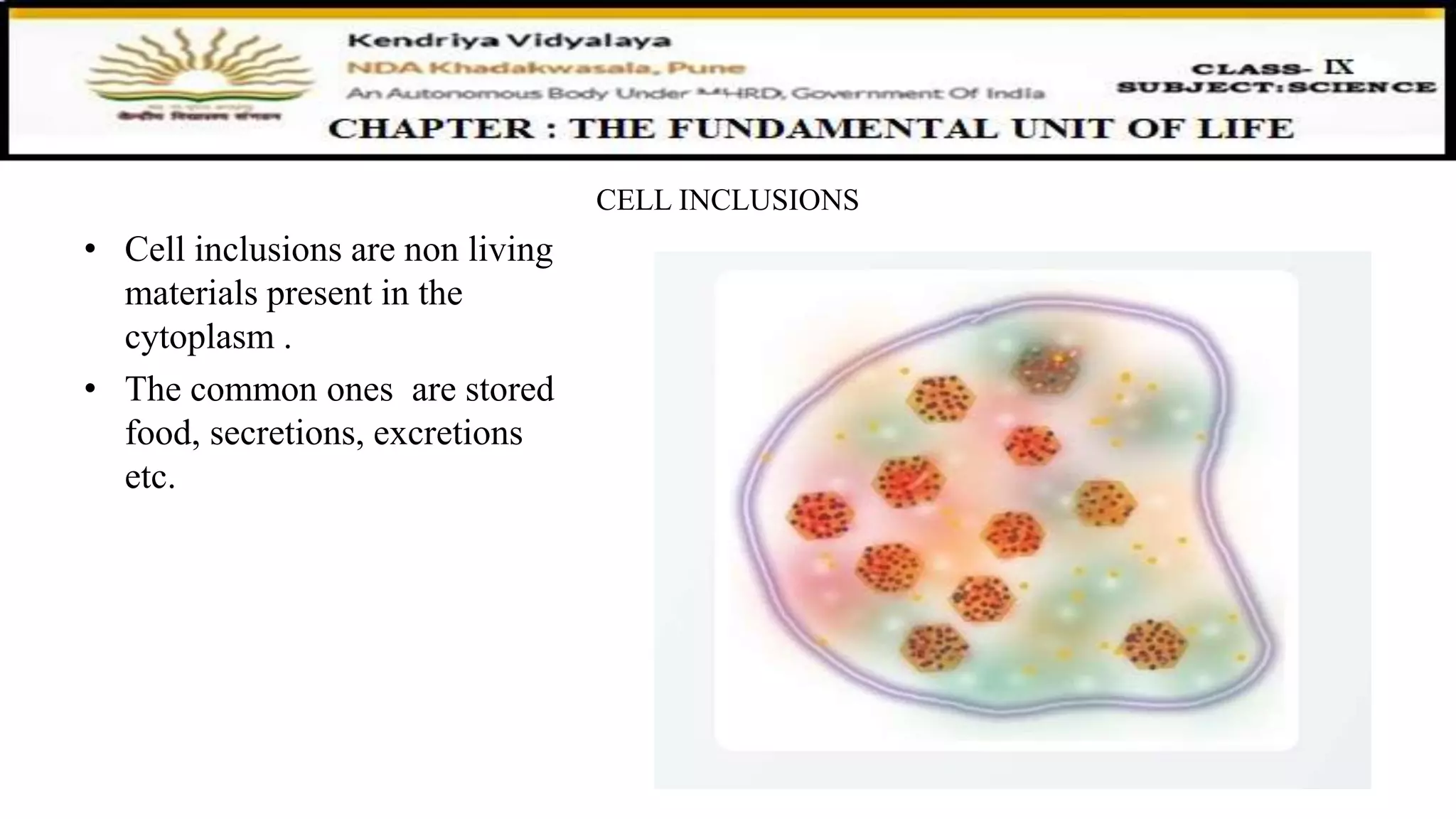 CELL INCLUSIONS
• Cell inclusions are non living
materials present in the
cytoplasm .
• The common ones are stored
food, secretions, excretions
etc.
 