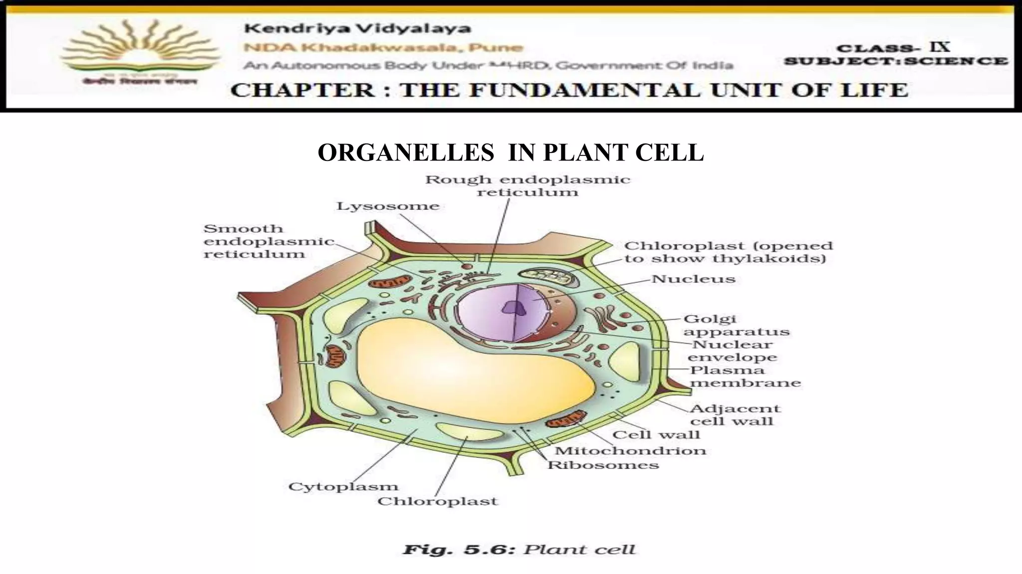 ORGANELLES IN PLANT CELL
 