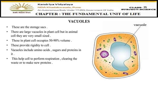Class 9 Cell Ppt 4 Pptx