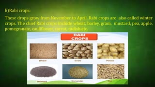 B Rabi Improvement in food resources | PPTX