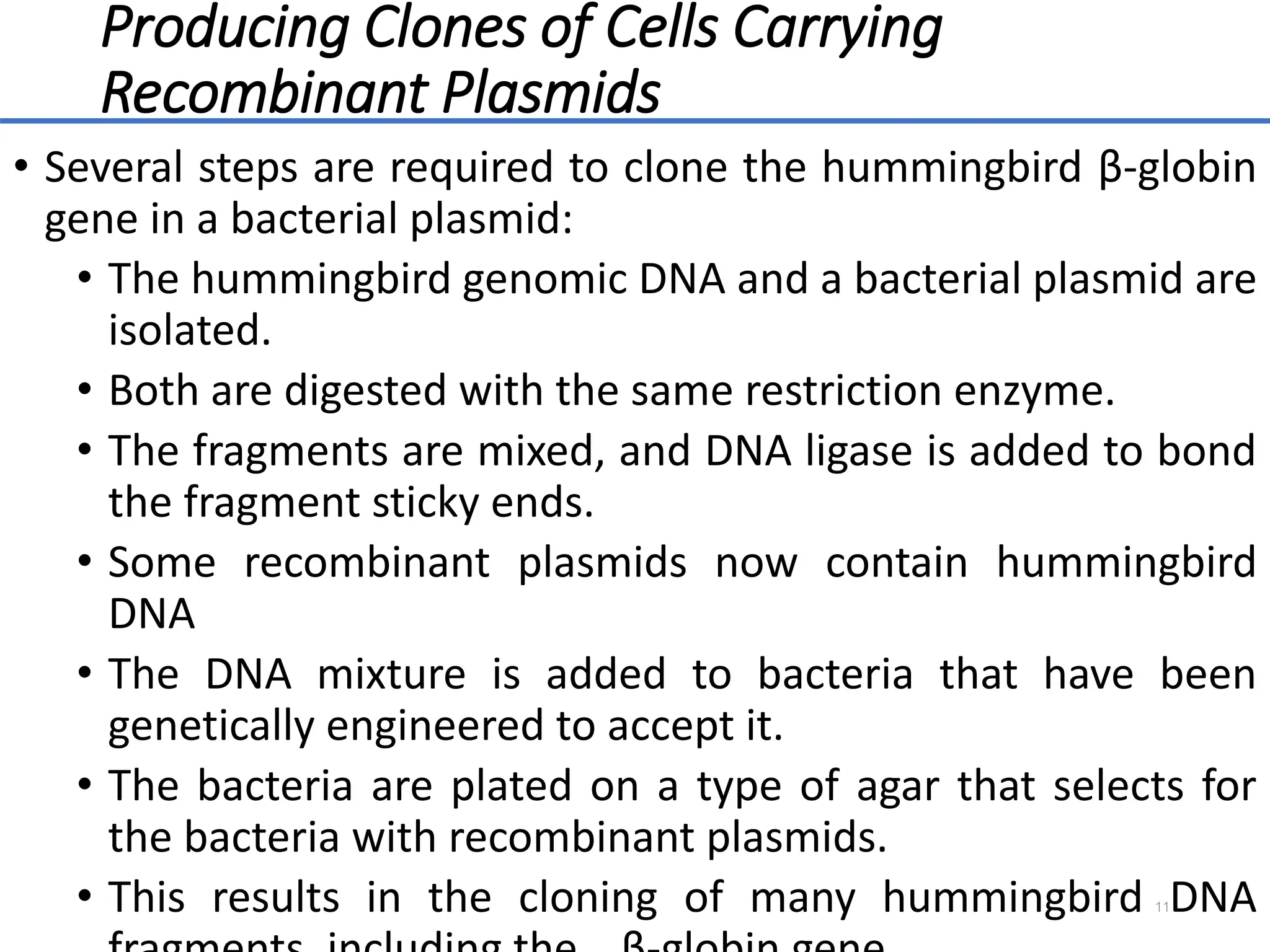 Producing Clones of Cells Carrying
Recombinant Plasmids
• Several steps are required to clone the hummingbird β-globin
gene in a bacterial plasmid:
• The hummingbird genomic DNA and a bacterial plasmid are
isolated.
• Both are digested with the same restriction enzyme.
• The fragments are mixed, and DNA ligase is added to bond
the fragment sticky ends.
• Some recombinant plasmids now contain hummingbird
DNA
• The DNA mixture is added to bacteria that have been
genetically engineered to accept it.
• The bacteria are plated on a type of agar that selects for
the bacteria with recombinant plasmids.
• This results in the cloning of many hummingbird DNA
11
 