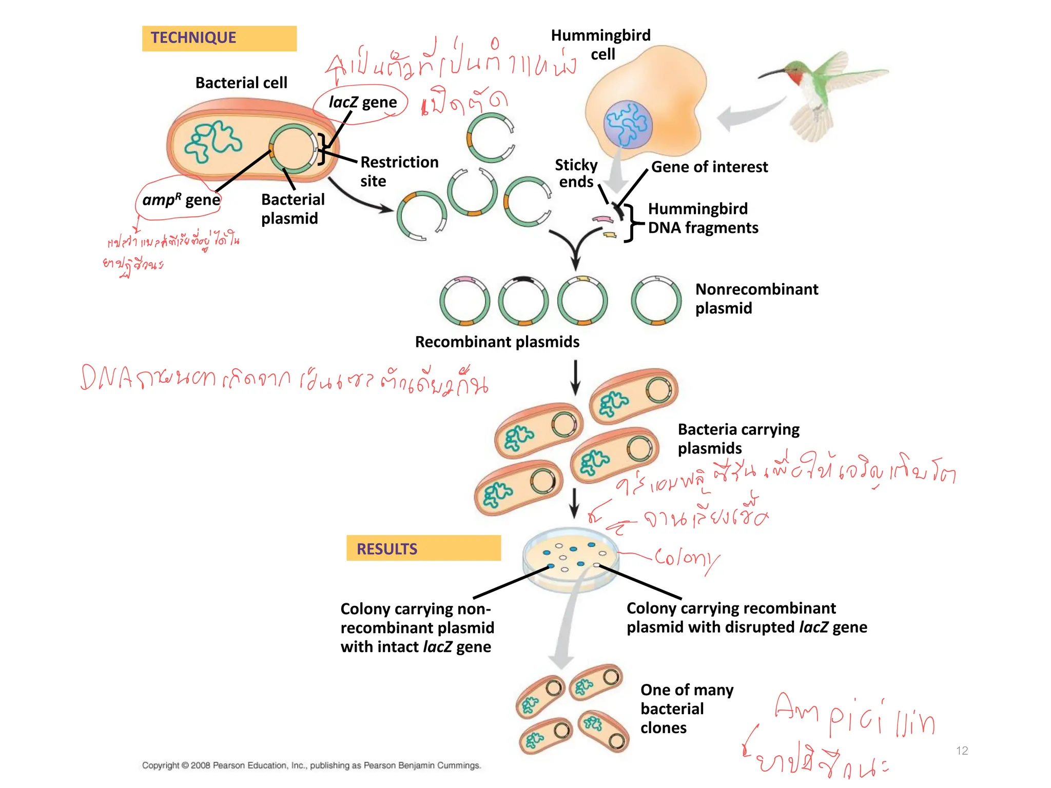 12
Bacterial cell
Bacterial
plasmid
lacZ gene
Hummingbird
cell
Gene of interest
Hummingbird
DNA fragments
Restriction
site
Sticky
ends
ampR gene
TECHNIQUE
Recombinant plasmids
Nonrecombinant
plasmid
Bacteria carrying
plasmids
RESULTS
Colony carrying non-
recombinant plasmid
with intact lacZ gene
One of many
bacterial
clones
Colony carrying recombinant
plasmid with disrupted lacZ gene
 