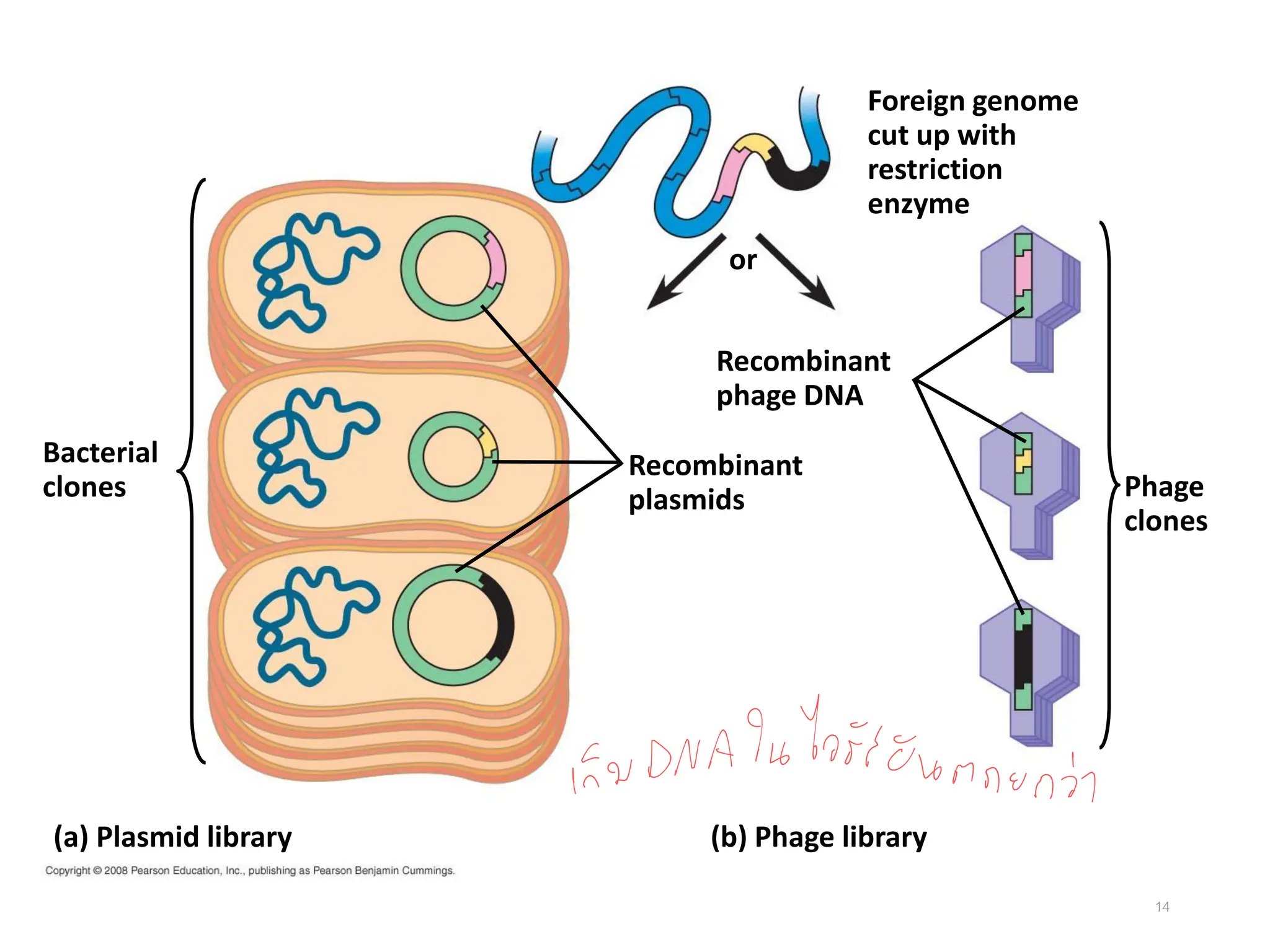14
Bacterial
clones
Recombinant
plasmids
Recombinant
phage DNA
or
Foreign genome
cut up with
restriction
enzyme
(a) Plasmid library (b) Phage library
Phage
clones
 