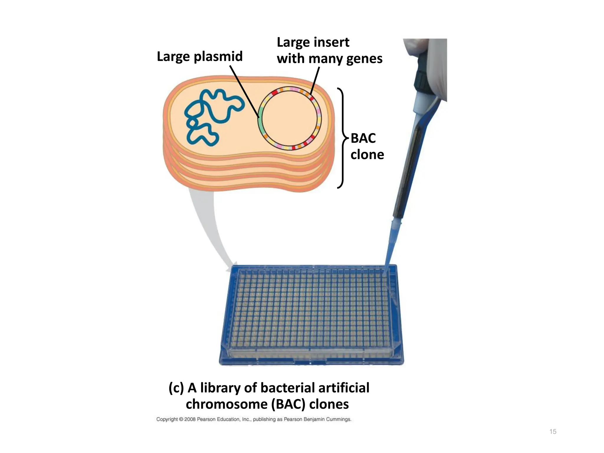 15
(c) A library of bacterial artificial
chromosome (BAC) clones
Large plasmid
Large insert
with many genes
BAC
clone
 