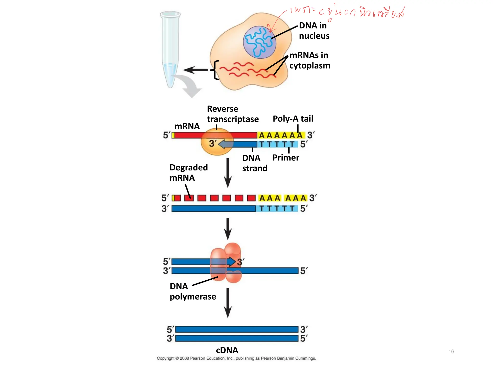 16
DNA in
nucleus
mRNAs in
cytoplasm
Reverse
transcriptase Poly-A tail
DNA
strand
Primer
mRNA
Degraded
mRNA
DNA
polymerase
cDNA
 