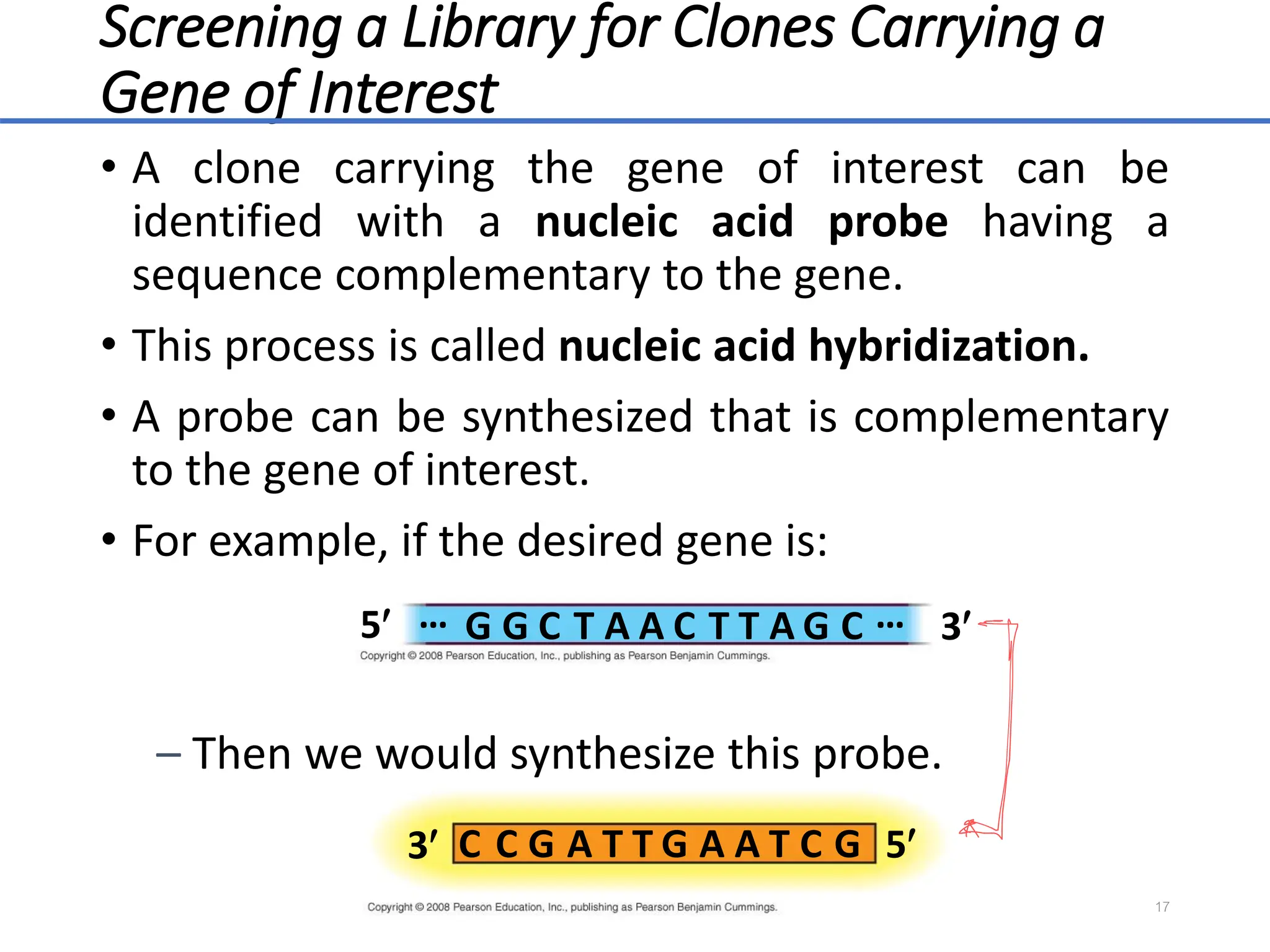 Screening a Library for Clones Carrying a
Gene of Interest
• A clone carrying the gene of interest can be
identified with a nucleic acid probe having a
sequence complementary to the gene.
• This process is called nucleic acid hybridization.
• A probe can be synthesized that is complementary
to the gene of interest.
• For example, if the desired gene is:
– Then we would synthesize this probe.
17
G
5 3
… …
G G
C C C
T T T
A A A
C
3 5
C C
G G G
A A A
T T T
 