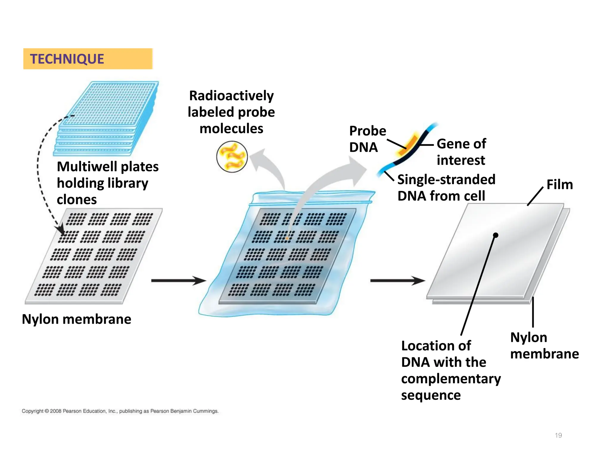 19
Probe
DNA
Radioactively
labeled probe
molecules
Film
Nylon membrane
Multiwell plates
holding library
clones
Location of
DNA with the
complementary
sequence
Gene of
interest
Single-stranded
DNA from cell
Nylon
membrane
TECHNIQUE
•
 