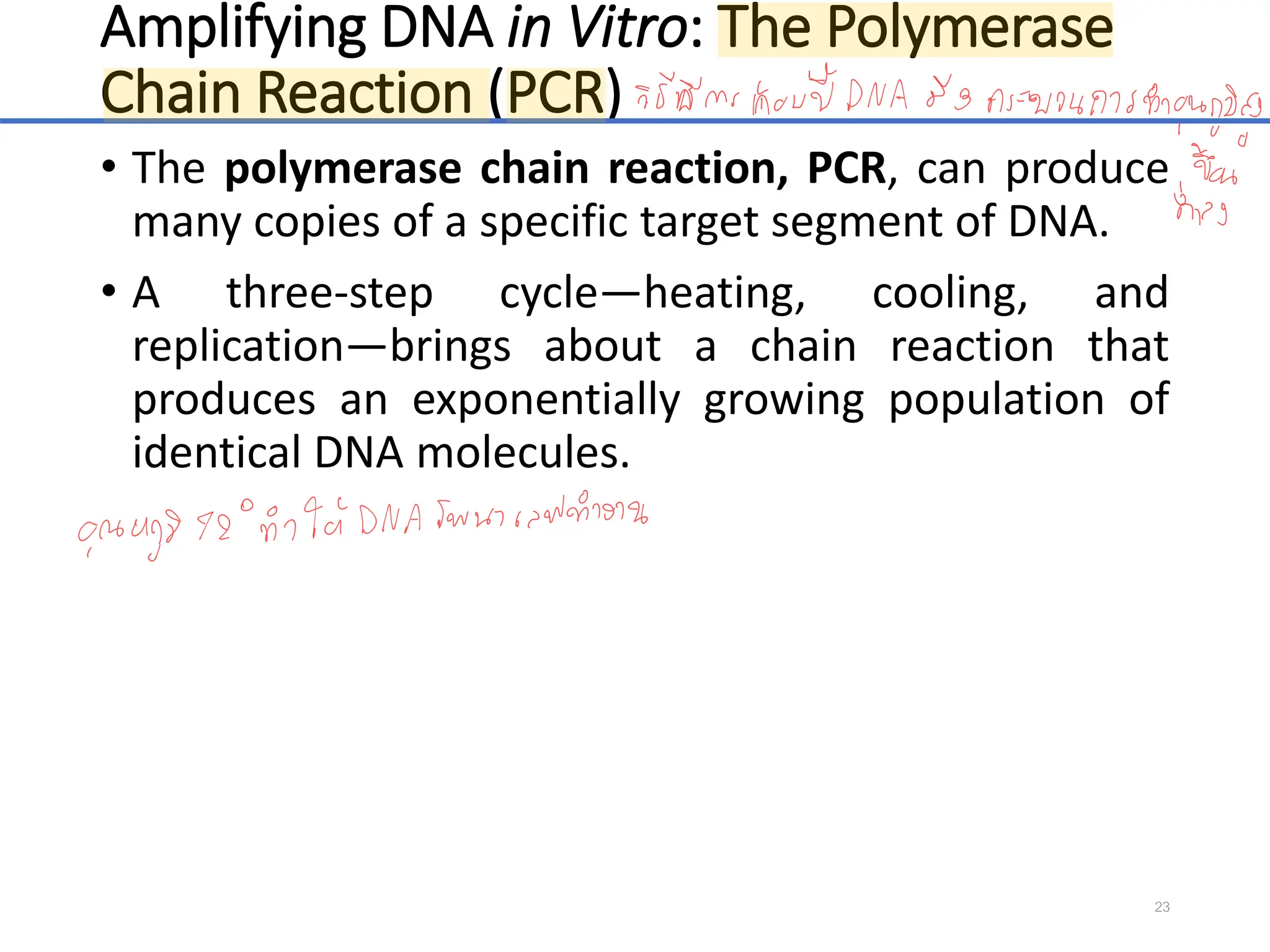 Amplifying DNA in Vitro: The Polymerase
Chain Reaction (PCR)
• The polymerase chain reaction, PCR, can produce
many copies of a specific target segment of DNA.
• A three-step cycle—heating, cooling, and
replication—brings about a chain reaction that
produces an exponentially growing population of
identical DNA molecules.
23
 